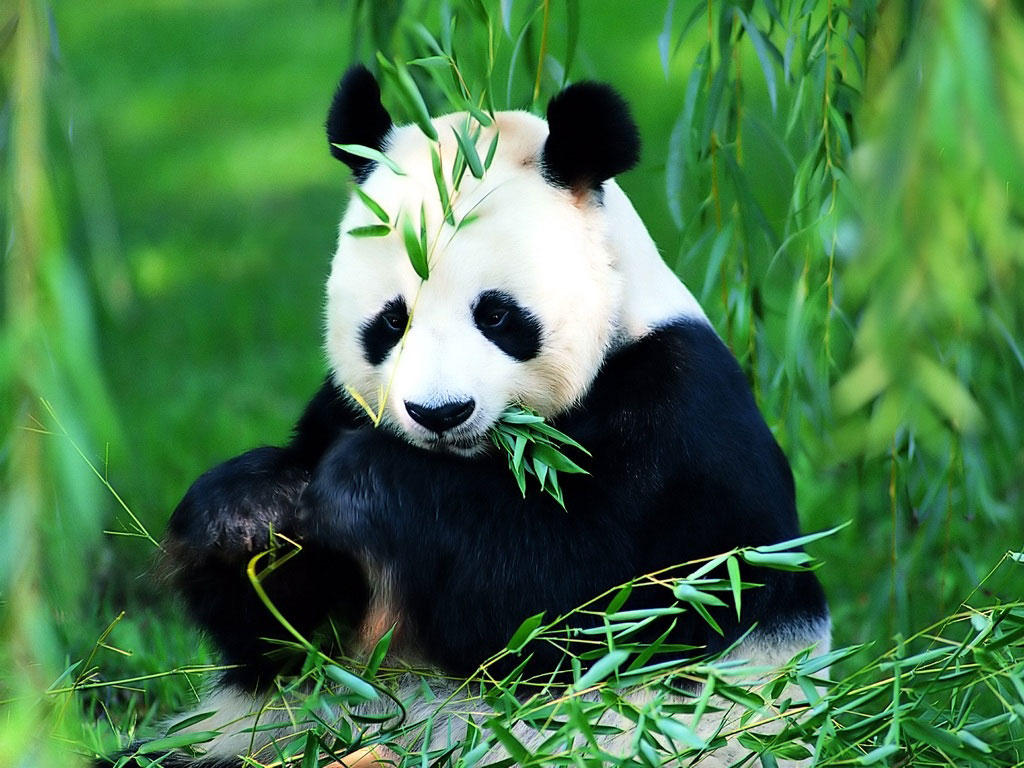 始熊猫的伪拇指将大熊猫吃竹子的历史追溯到600万年前 - 化石网